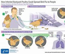 Image result for Avian Bird Flu Region