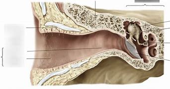 Image result for Ear Canal Diagram