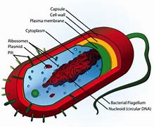 Image result for Red Algae Labelled Diagram