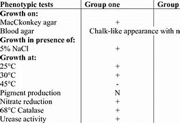 Image result for Mycobacterium Species