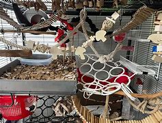 Image result for Pet Rat Cage Accessories