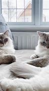 Image result for Blue Lynx Ragdoll Cat