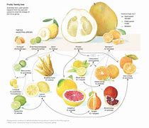 Image result for Citrus Genus