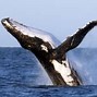 Image result for Humpback Whale