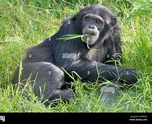 Image result for Chimpanzee Eating Grass