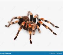 Image result for Venomous Tarantula