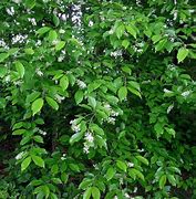 Image result for Michigan BlackBerry Trees