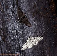 Image result for Moths in Trees