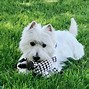 Image result for White Big Terrier