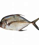 Image result for Chavelha Peixe