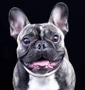 Image result for French Bulldog Collars