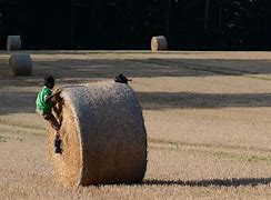 Image result for Hay Field