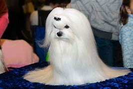 Image result for Long Haired Maltese Dog