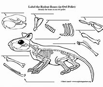 Image result for Rodent Bones