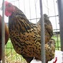 Image result for Java Chicken Breeders