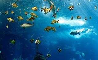 Image result for Animales Ocean