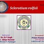 Image result for Sclerotium Rolfsii Soybean