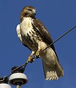 Image result for Juvenile Red-tailed Hawk