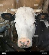 Image result for Cow Face Front Side