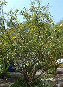 Image result for Citrus Lemon Tree