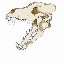 Image result for Cool Wolf Skull Decal PNG