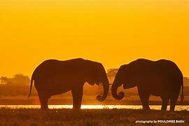 Image result for African Elephants in Wata