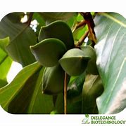 Image result for Kakadu Plum Products