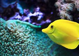 Image result for Small Saltwater Fish