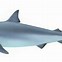 Image result for Shark Fin Close Up Drawing