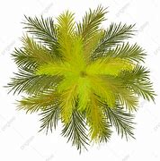 Image result for Palm Tree Plant