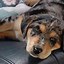 Image result for Lab Mix Australian Shepherd Brindle