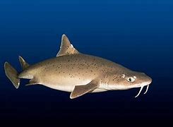 Image result for Shark with Whiskers