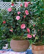 Image result for Tropical Plant with Pink Flowers