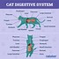 Image result for Cat Digestive Tract