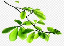 Image result for Greenery Leafy Branches