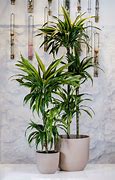 Image result for Dracena Multi