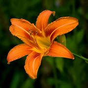 Image result for Day Lillies Pictures