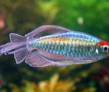 Image result for Congo Tetra