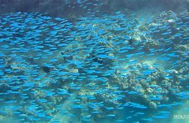 Image result for Coral Reef Fish