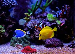 Image result for Sea Fish Aquarium