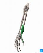 Image result for Extensor Pollicis Brevis