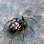 Image result for Brown House Spider Poisonous