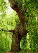 Image result for Bow of a Willow Tree