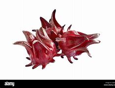 Image result for Roselle Plant