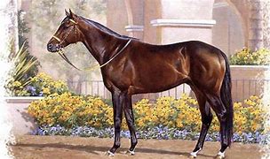 Image result for Morgan Paint Horse