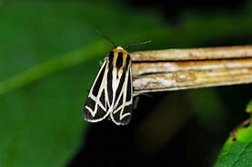 Image result for Large Ohio Moth