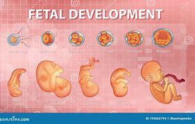 Image result for Embryonic Period of Development