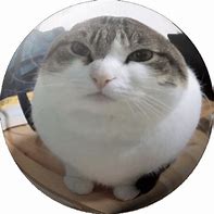 Image result for Wawa Cat PNG