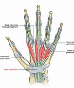 Image result for Flexor Retinaculum Hand Contents Mnemonic