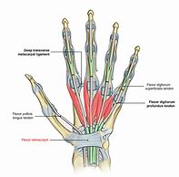 Image result for Flexor Retinaculum of the Hand Function